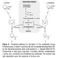 THP path bacteria.JPG