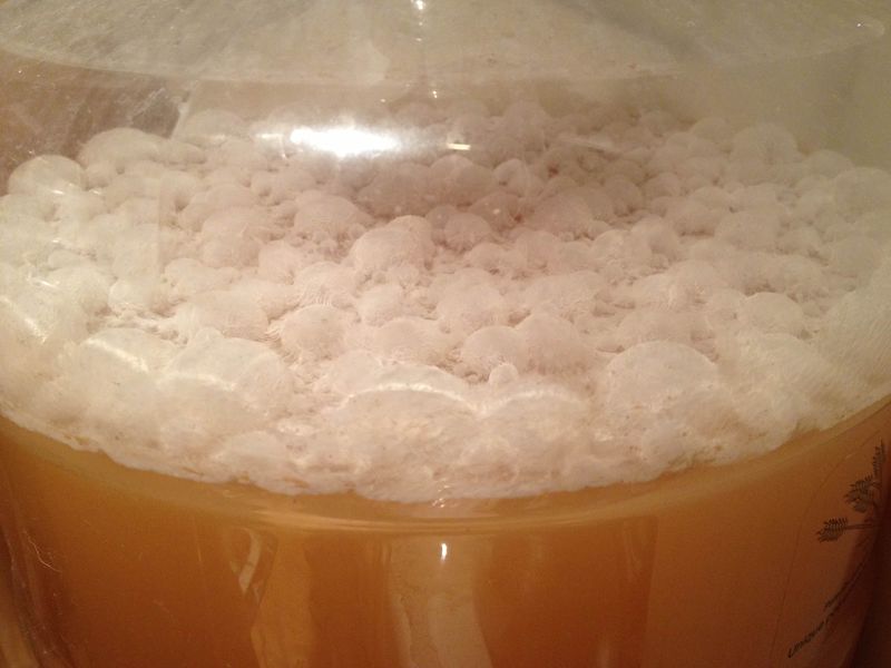 File:Lactobacillus pellicle.jpg