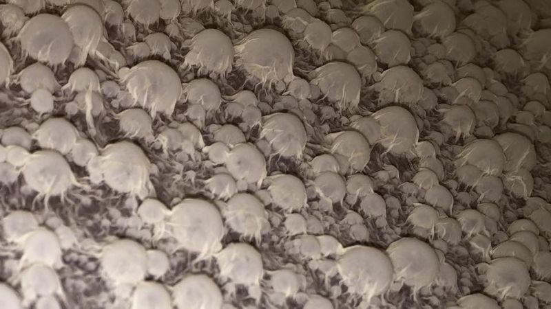 File:Sauerkraut pellicle.jpg