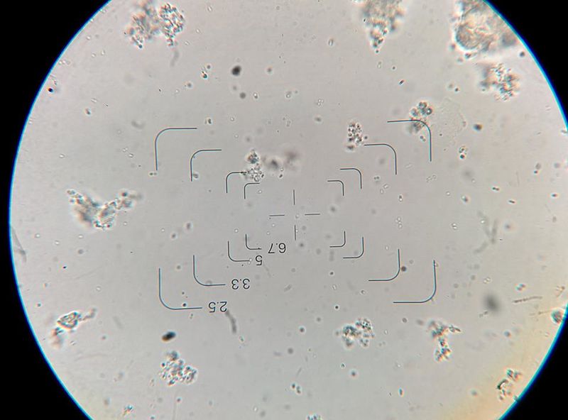File:Pedio.jpg