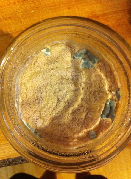 File:Mold dregs.jpg