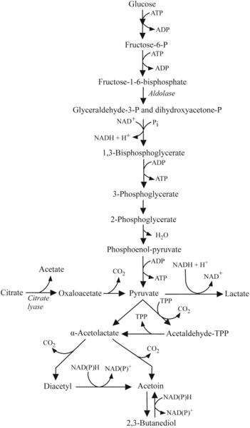 File:Pedio EMP Pathway.jpg