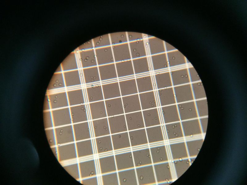 File:Mark trent microscope1.jpg