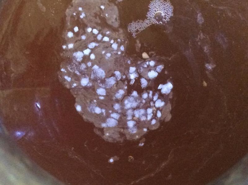 File:Mold ex2.jpg